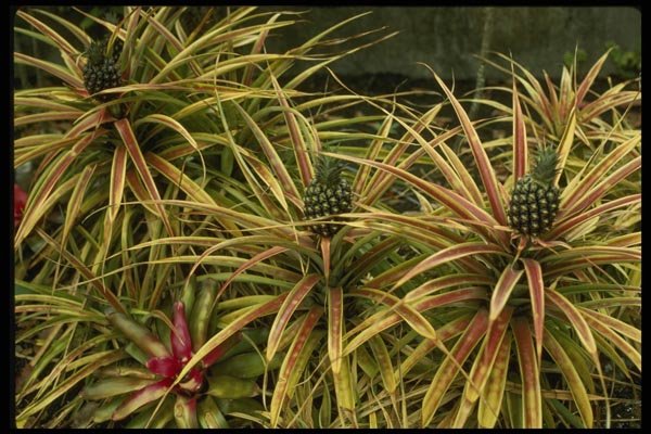 046099 Pineapple Crop Lanai A4 Photo Print