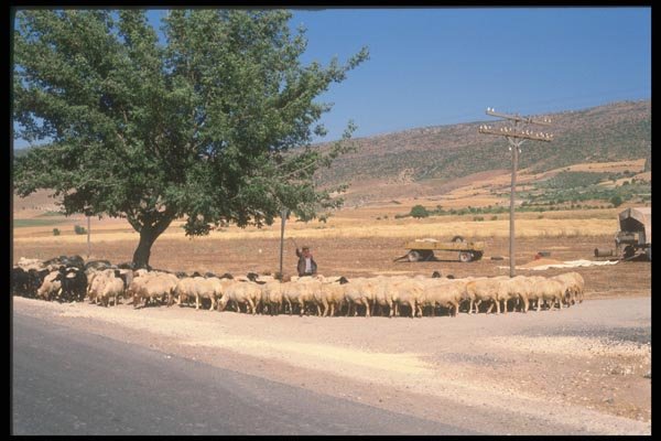 047128 Shepherd And Flock Near Elazig A4 Photo Print