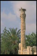 047143 Roman Column, Stork Nest, Perge A4 Photo Print