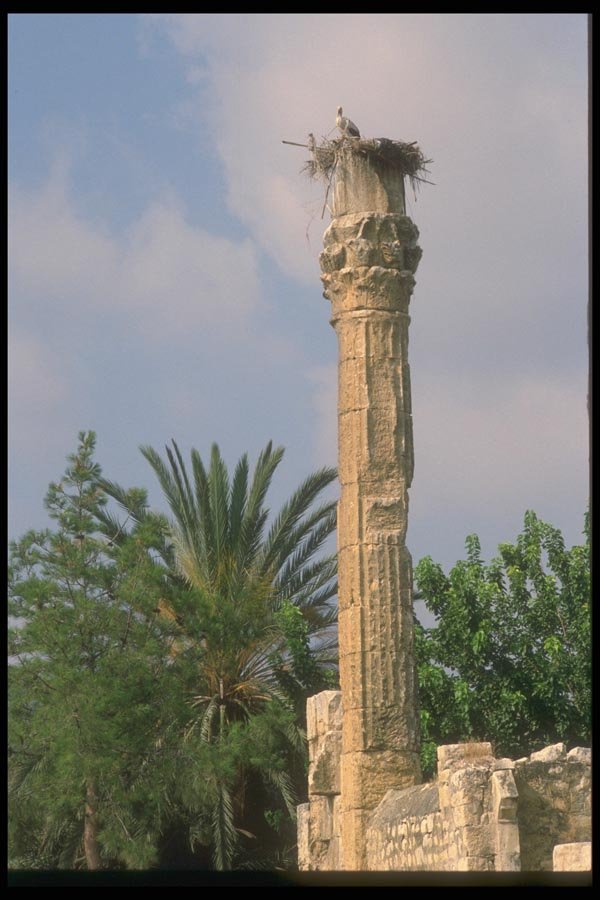 047143 Roman Column, Stork Nest, Perge A4 Photo Print
