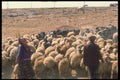 047155 Shepherds Near Diyarbakir A4 Photo Print