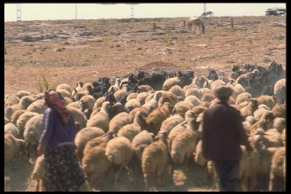 047155 Shepherds Near Diyarbakir A4 Photo Print