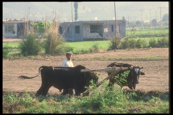 047160 Farmer Near Gazipasa A4 Photo Print