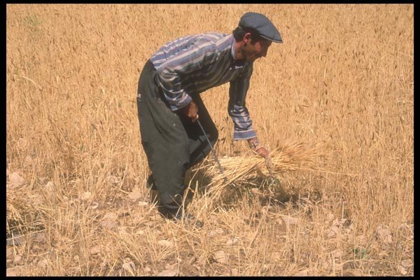 047199 Farmer Cutting Wheat Near Diyarbakir A4 Photo Print