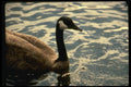 048057 Close Up , Canada Goose A4 Photo Print