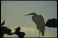 048058 Bird In A Tree A4 Photo Print