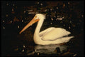 048059 Pelican A4 Photo Print