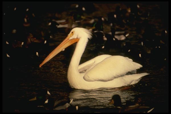 048059 Pelican A4 Photo Print