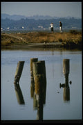 048060 Bird Watchers Arcata Marsh A4 Photo Print