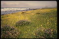 048070 Coastal Wildflowers Mendocino A4 Photo Print