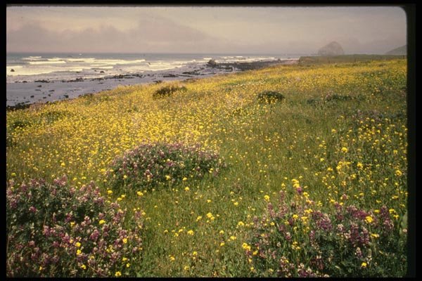 048070 Coastal Wildflowers Mendocino A4 Photo Print