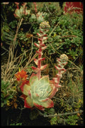 048072 Coastal Succulents Mendocino A4 Photo Print