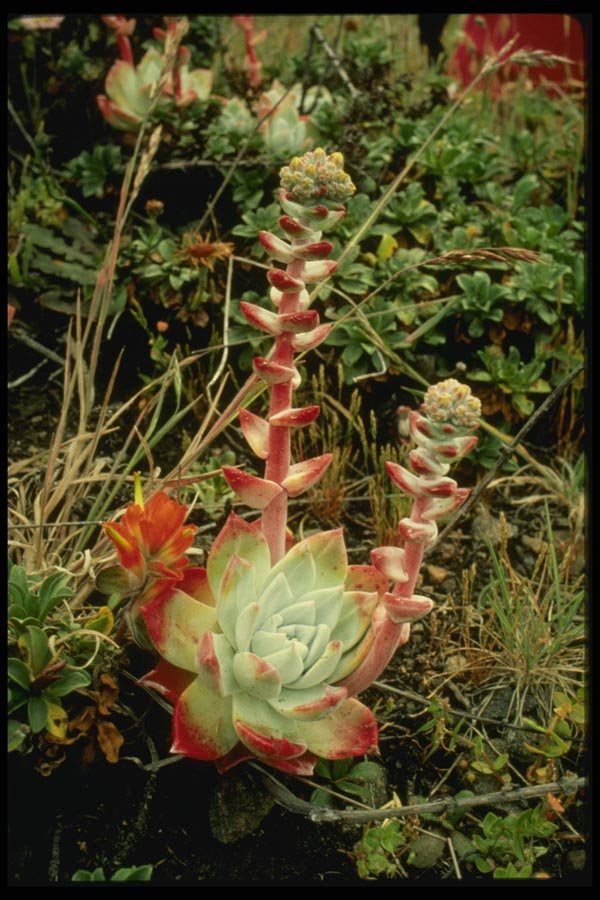 048072 Coastal Succulents Mendocino A4 Photo Print