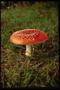 048076 Amanita Muscaria Mushroom A4 Photo Print