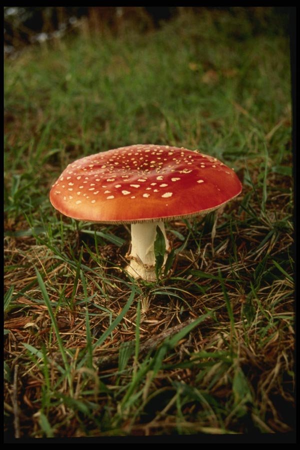 048076 Amanita Muscaria Mushroom A4 Photo Print