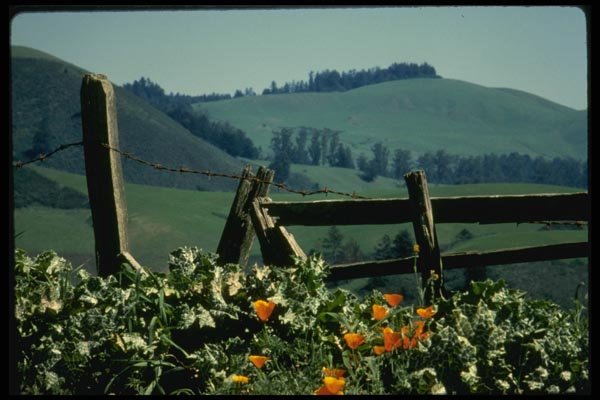 048077 Fence With Poppies A4 Photo Print