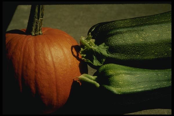 048079 Pumpkin And Zucchini A4 Photo Print