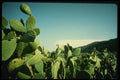 048080 Field Of Cactus A4 Photo Print
