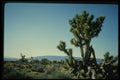 048081 Joshua Trees A4 Photo Print