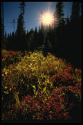 048082 Forest Meadow With Sun A4 Photo Print