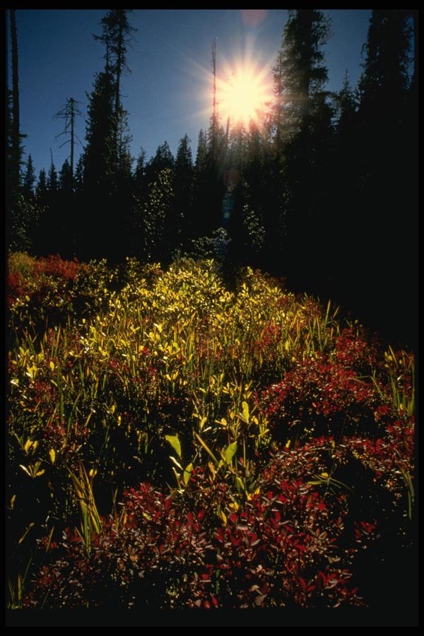 048082 Forest Meadow With Sun A4 Photo Print