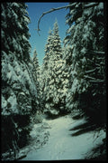 048083 Winter Scene Sequoia Trail A4 Photo Print