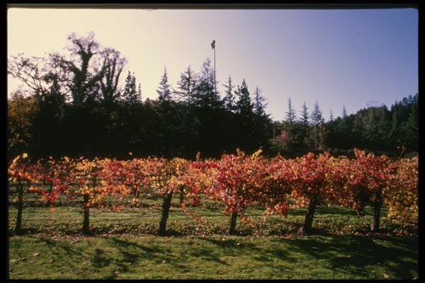 048084 Fall Vineyard Mendoma A4 Photo Print