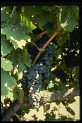 048085 Cabernet Grapes On The Vine A4 Photo Print