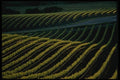 048086 Vineyard A4 Photo Print