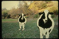 048089 Cutout Cows A4 Photo Print
