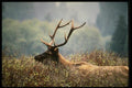 048091 Roosevelt Elk, Bull A4 Photo Print