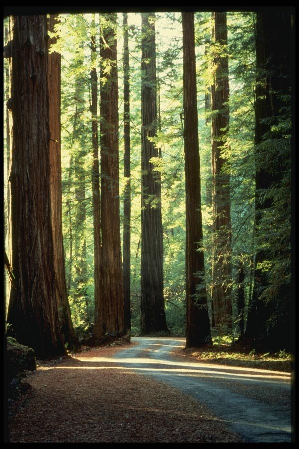 048094 Humbolt Redwoods A4 Photo Print