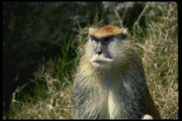 049000 Patas Monkey Adult Male A4 Photo Print