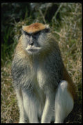049001 Patas Monkey Adult Male A4 Photo Print