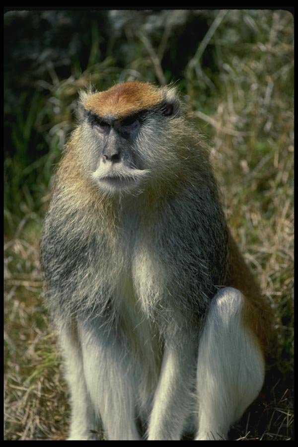 049001 Patas Monkey Adult Male A4 Photo Print