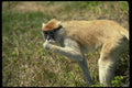 049002 Patas Monkey Adult Male A4 Photo Print
