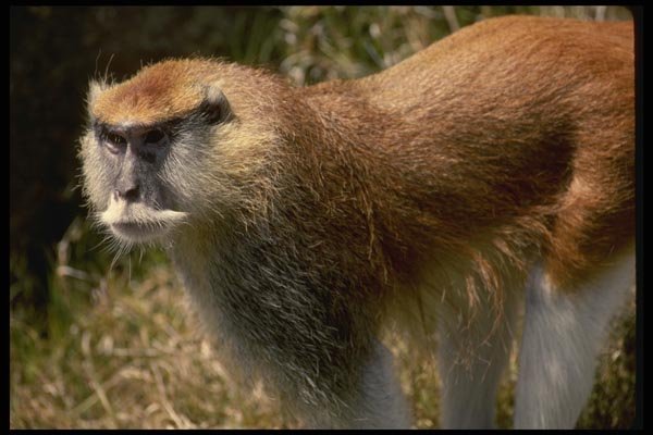 049003 Patas Monkey Adult Male A4 Photo Print