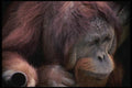 049004 Orangutan rusty  A4 Photo Print