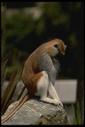 049005 Patas Monkey Adult Male A4 Photo Print