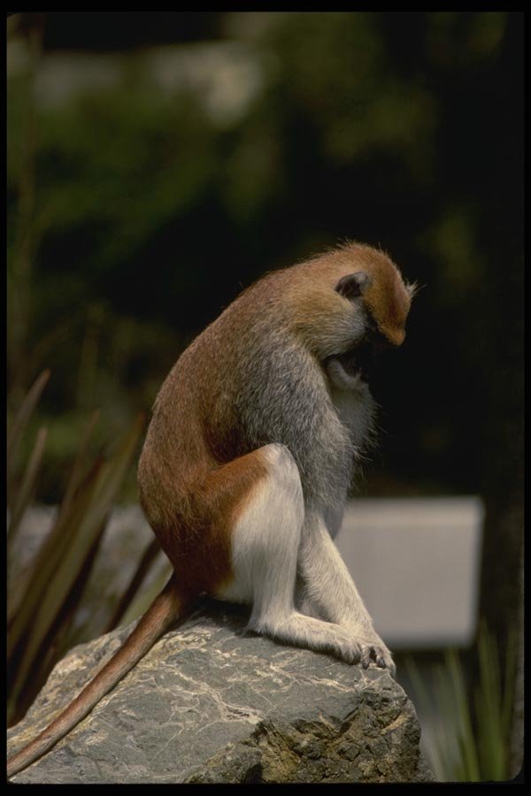 049005 Patas Monkey Adult Male A4 Photo Print