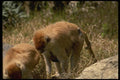 049006 Patas Monkeys Mother And Child A4 Photo Print