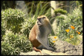 049007 Patas Monkey Adult Male A4 Photo Print