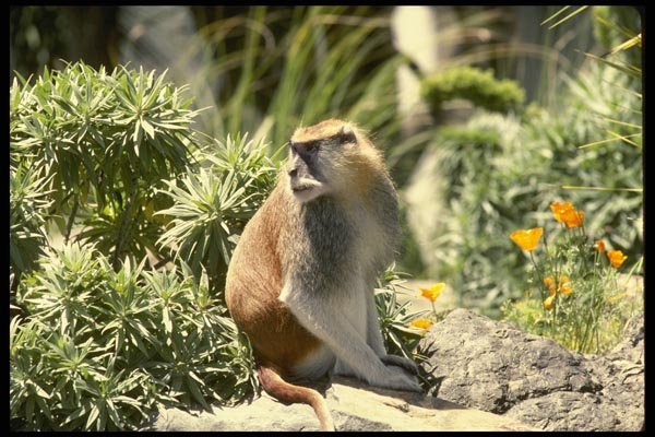 049007 Patas Monkey Adult Male A4 Photo Print