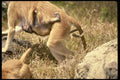 049008 Patas Monkeys Mother And Infant A4 Photo Print