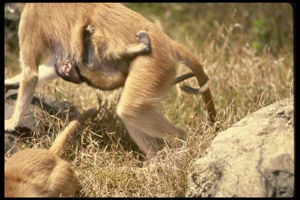 049008 Patas Monkeys Mother And Infant A4 Photo Print