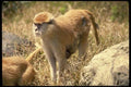 049009 Patas Monkeys Mother And Infant A4 Photo Print