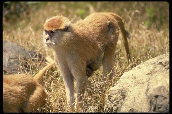 049009 Patas Monkeys Mother And Infant A4 Photo Print