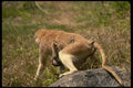 049010 Patas Monkeys Mother And Infant A4 Photo Print