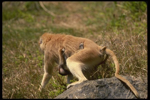 049010 Patas Monkeys Mother And Infant A4 Photo Print