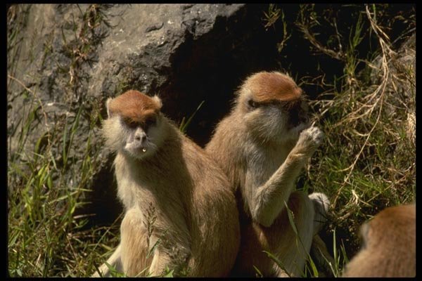 049011 Patas Monkeys A4 Photo Print